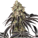Black Cherry Gushers | PHOTOFEM | Barneys Farm - Freigestellt 2026-05-31