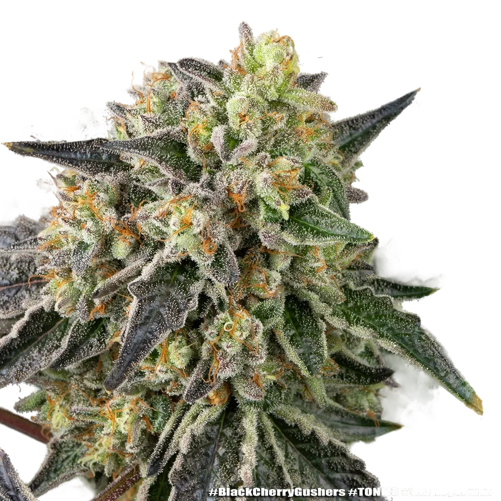 Black Cherry Gushers | PHOTOFEM | Barneys Farm - Freigestellt 2026-05-31