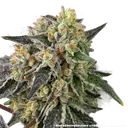 Black Cherry Gushers | PHOTOFEM | Barneys Farm - Freigestellt 2026-05-31