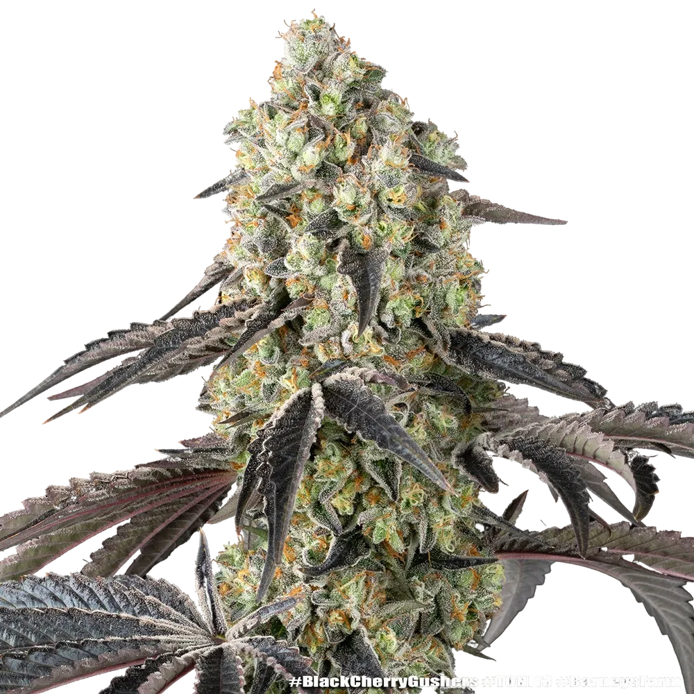 Black Cherry Gushers | PHOTOFEM | Barneys Farm - Freigestellt 2026-05-31