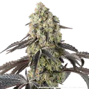 Black Cherry Gushers | PHOTOFEM | Barneys Farm - Freigestellt 2026-05-31