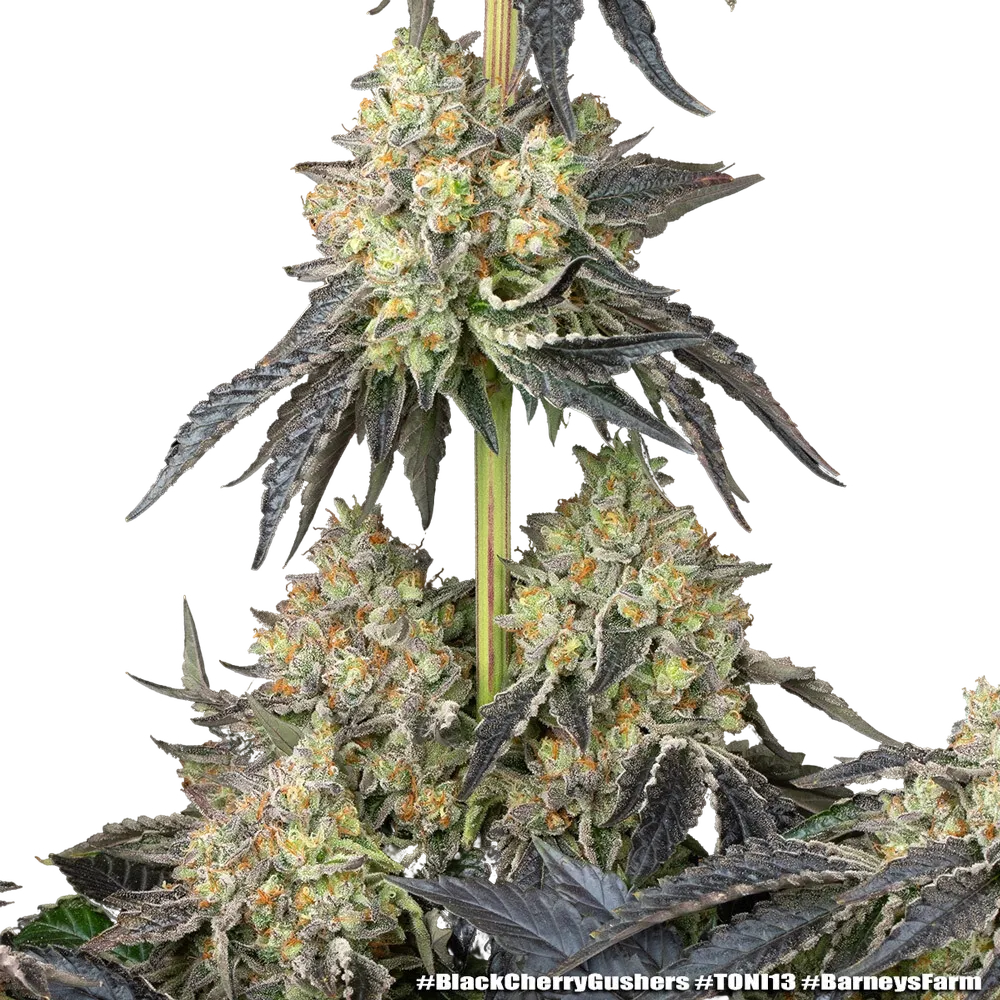 Black Cherry Gushers | PHOTOFEM | Barneys Farm - Freigestellt 2026-05-31