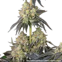 Black Cherry Gushers | PHOTOFEM | Barneys Farm - Freigestellt 2026-05-31