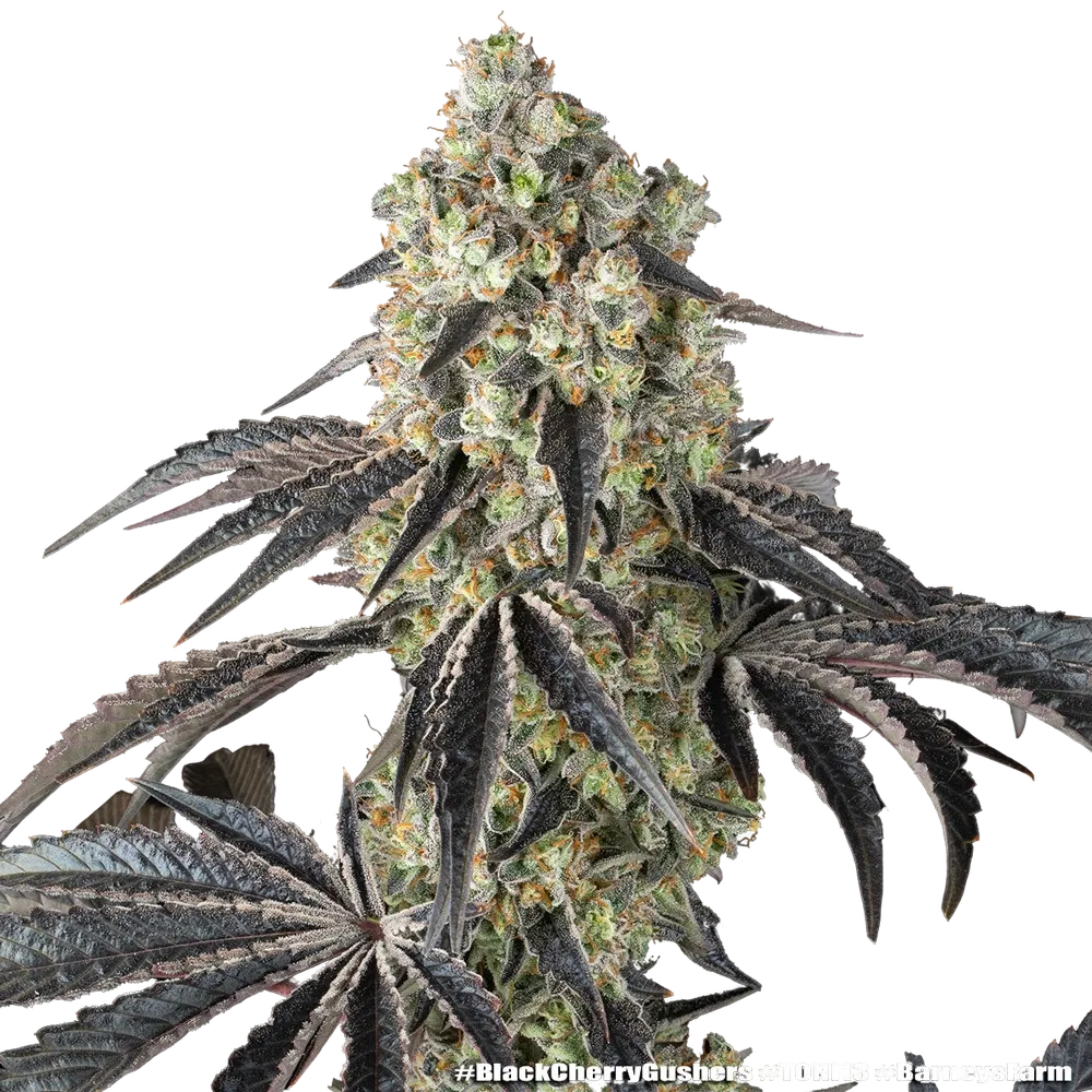 Black Cherry Gushers | PHOTOFEM | Barneys Farm - Freigestellt 2026-05-31