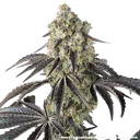 Black Cherry Gushers | PHOTOFEM | Barneys Farm - Freigestellt 2026-05-31