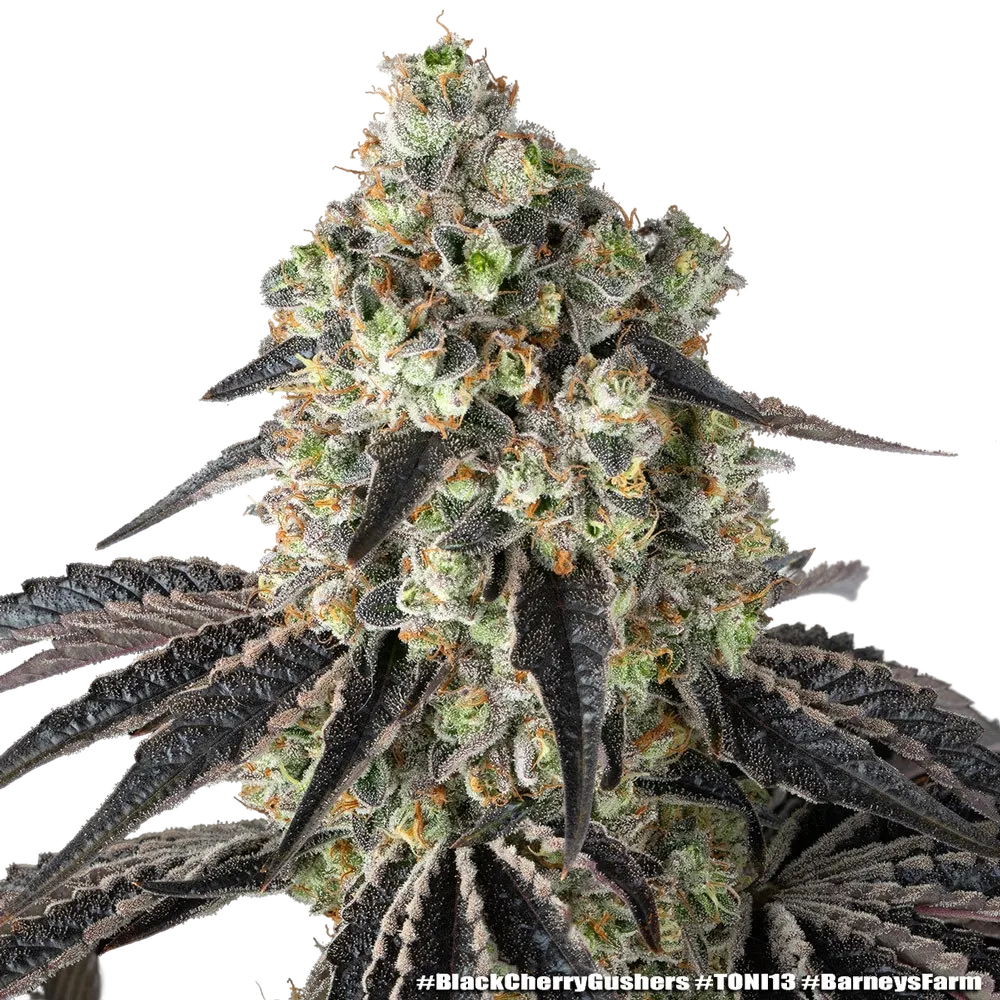 Black Cherry Gushers | PHOTOFEM | Barneys Farm - Freigestellt 2026-05-31
