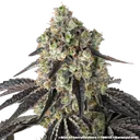 Black Cherry Gushers | PHOTOFEM | Barneys Farm - Freigestellt 2026-05-31
