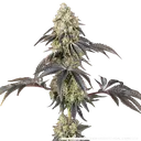 Black Cherry Gushers | PHOTOFEM | Barneys Farm - Freigestellt 2026-05-31