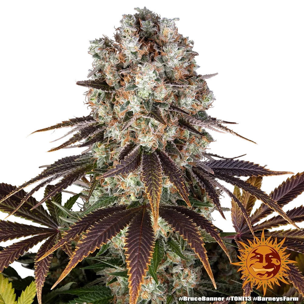Bruce Banner | PHOTOFEM | Barneys Farm - Freigestellt 2026-05-31