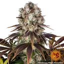 Bruce Banner | PHOTOFEM | Barneys Farm - Freigestellt 2026-05-31