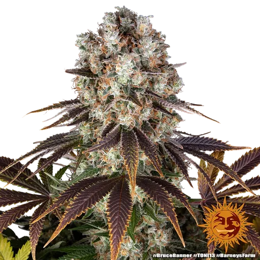 Bruce Banner | PHOTOFEM | Barneys Farm - Freigestellt 2026-05-31