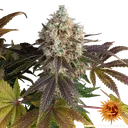 Bruce Banner | PHOTOFEM | Barneys Farm - Freigestellt 2026-05-31