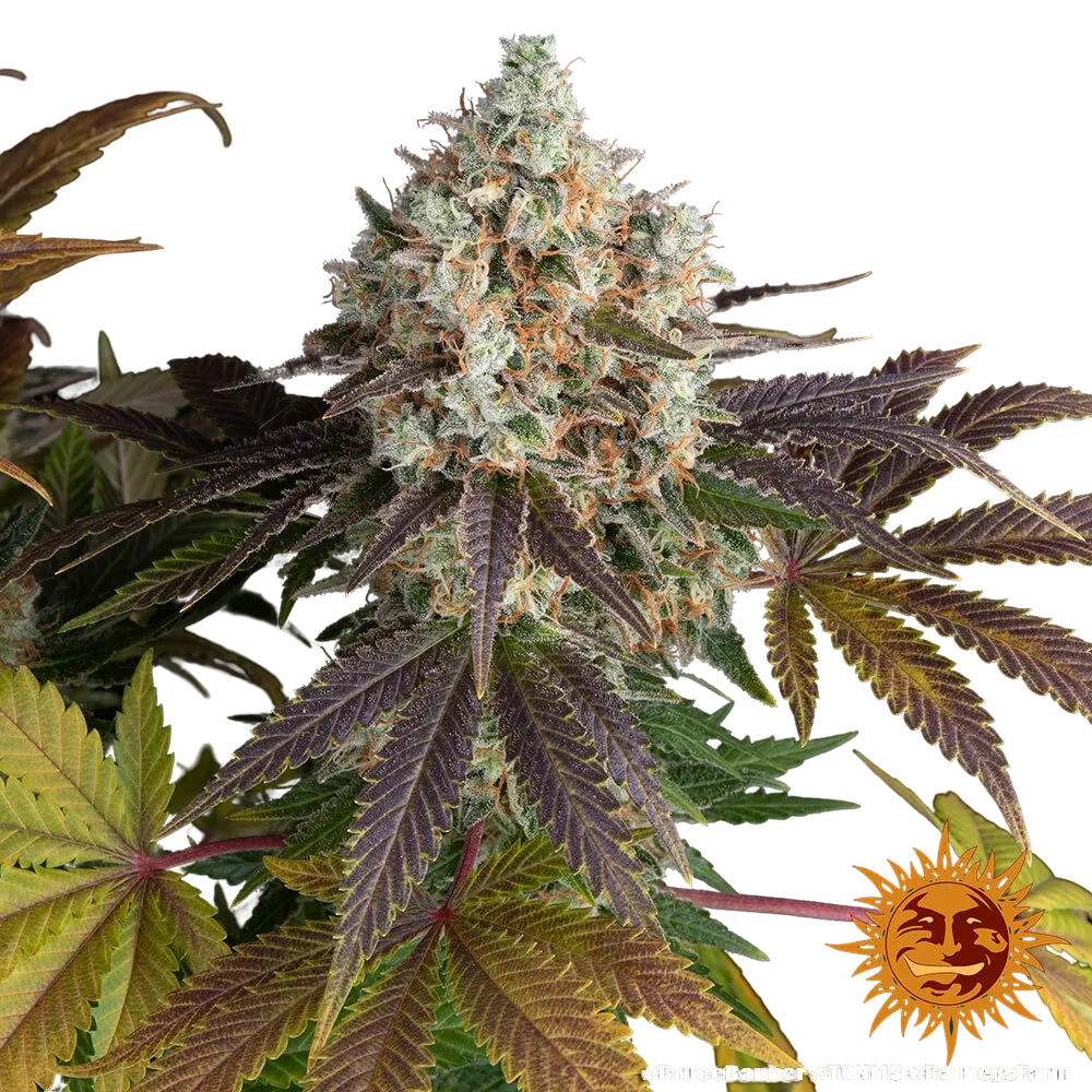 Bruce Banner | PHOTOFEM | Barneys Farm - Freigestellt 2026-05-31