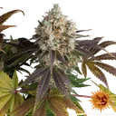 Bruce Banner | PHOTOFEM | Barneys Farm - Freigestellt 2026-05-31