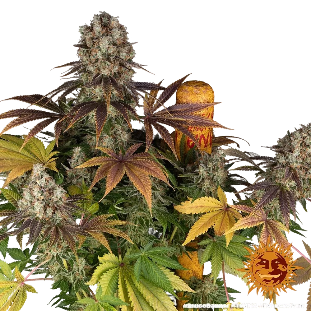 Bruce Banner | PHOTOFEM | Barneys Farm - Freigestellt 2026-05-31