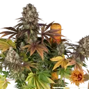 Bruce Banner | PHOTOFEM | Barneys Farm - Freigestellt 2026-05-31