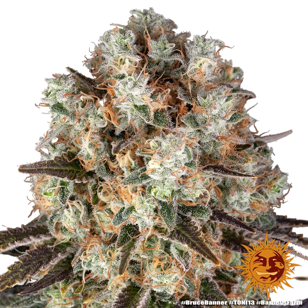 Bruce Banner | PHOTOFEM | Barneys Farm - Freigestellt 2026-05-31