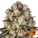 Bruce Banner | PHOTOFEM | Barneys Farm - Freigestellt 2026-05-31