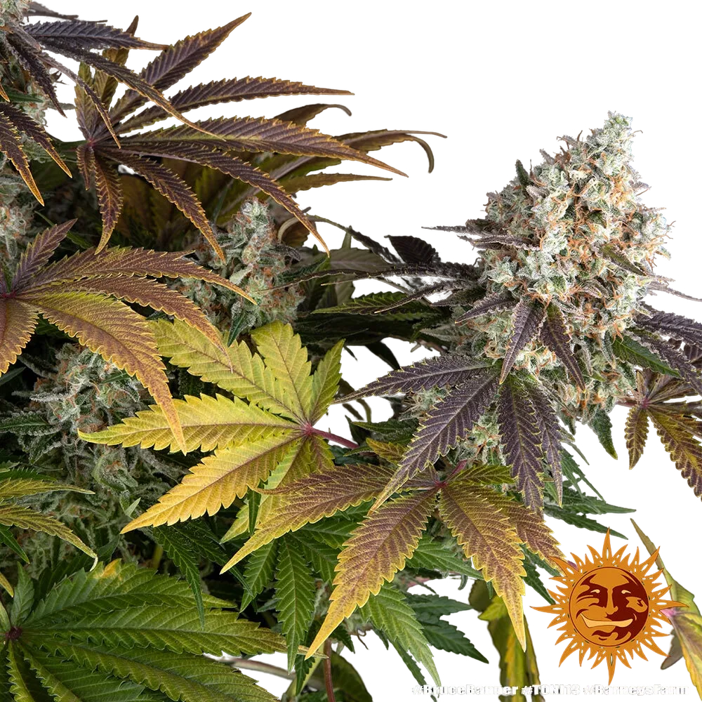 Bruce Banner | PHOTOFEM | Barneys Farm - Freigestellt 2026-05-31