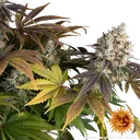 Bruce Banner | PHOTOFEM | Barneys Farm - Freigestellt 2026-05-31