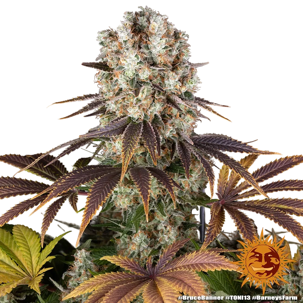 Bruce Banner | PHOTOFEM | Barneys Farm - Freigestellt 2026-05-31