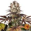 Bruce Banner | PHOTOFEM | Barneys Farm - Freigestellt 2026-05-31