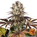 Bruce Banner | PHOTOFEM | Barneys Farm - Freigestellt 2026-05-31