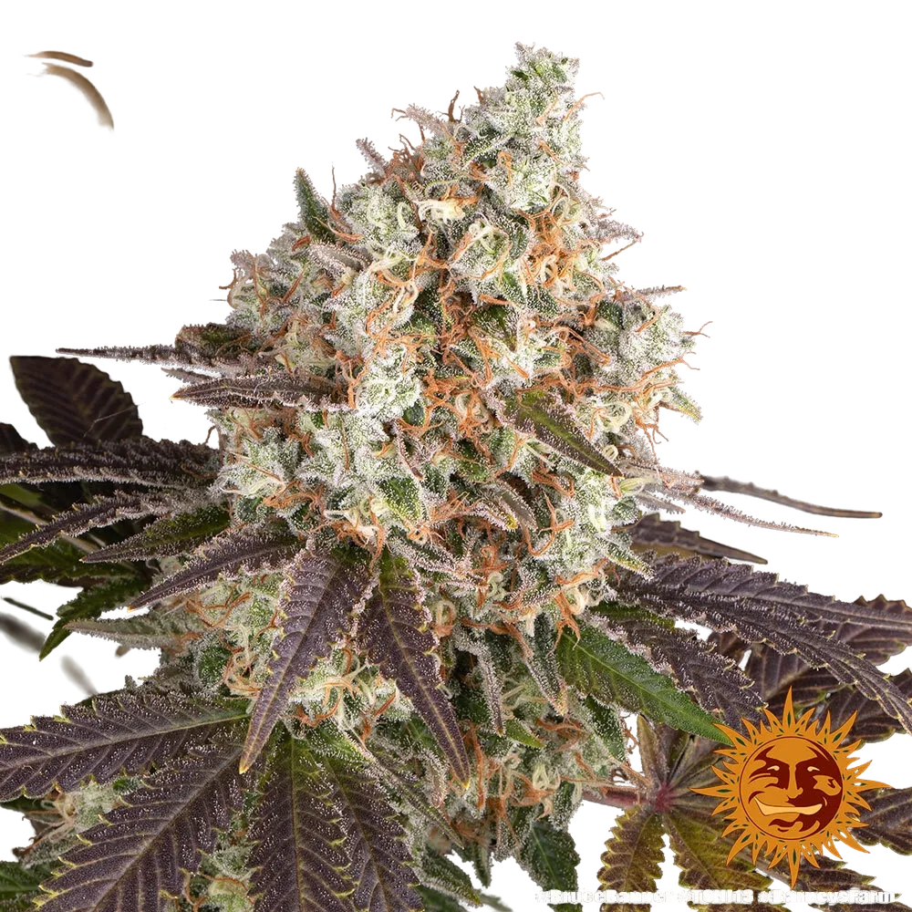Bruce Banner | PHOTOFEM | Barneys Farm - Freigestellt 2026-05-31