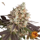 Bruce Banner | PHOTOFEM | Barneys Farm - Freigestellt 2026-05-31