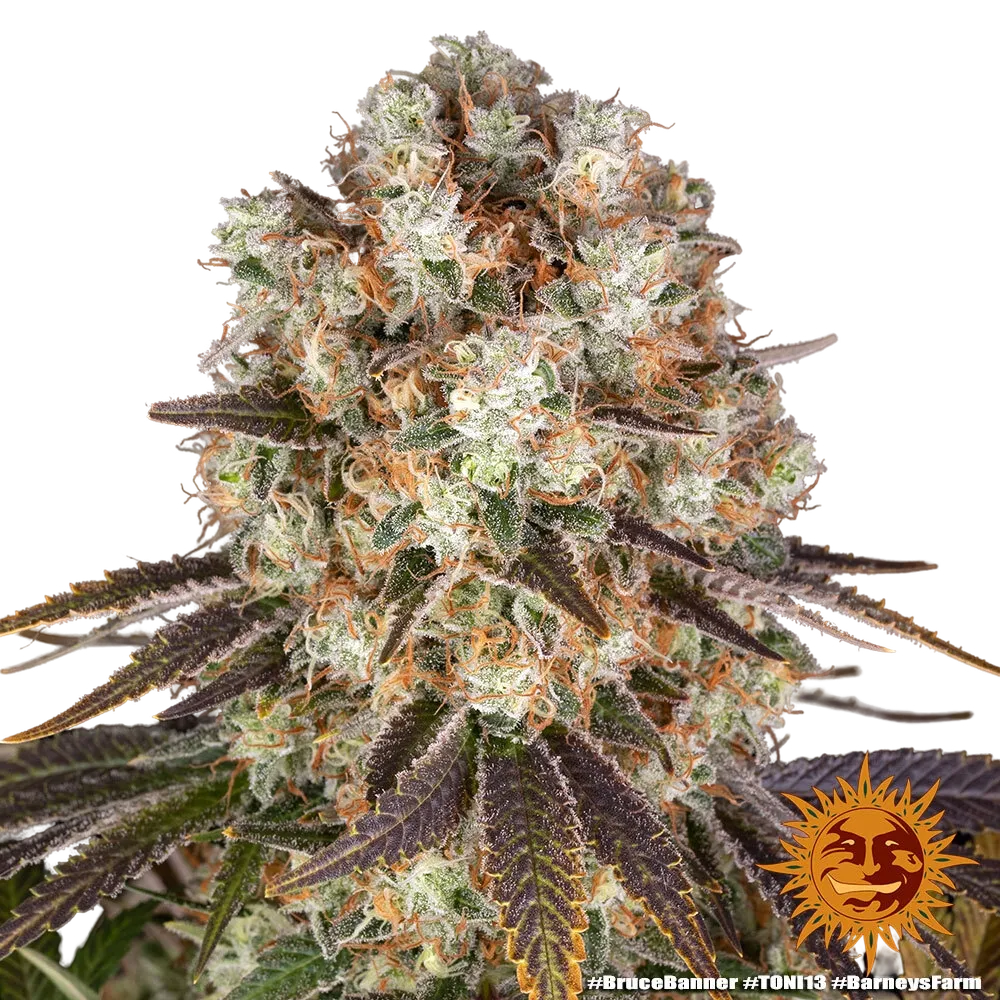 Bruce Banner | PHOTOFEM | Barneys Farm - Freigestellt 2026-05-31