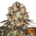 Bruce Banner | PHOTOFEM | Barneys Farm - Freigestellt 2026-05-31