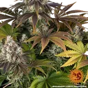 Bruce Banner | PHOTOFEM | Barneys Farm - Freigestellt 2026-05-31