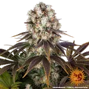 Bruce Banner | PHOTOFEM | Barneys Farm - Freigestellt 2026-05-31