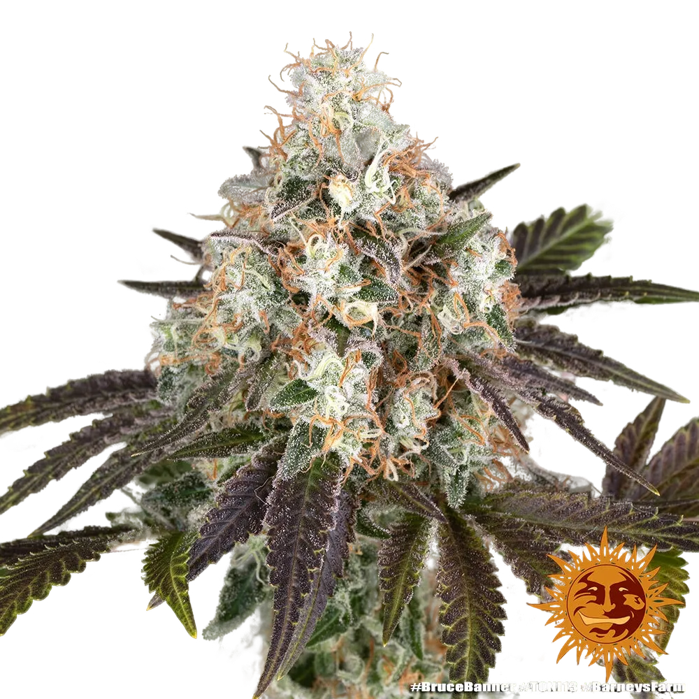 Bruce Banner | PHOTOFEM | Barneys Farm - Freigestellt 2026-05-31