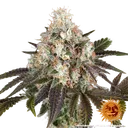 Bruce Banner | PHOTOFEM | Barneys Farm - Freigestellt 2026-05-31