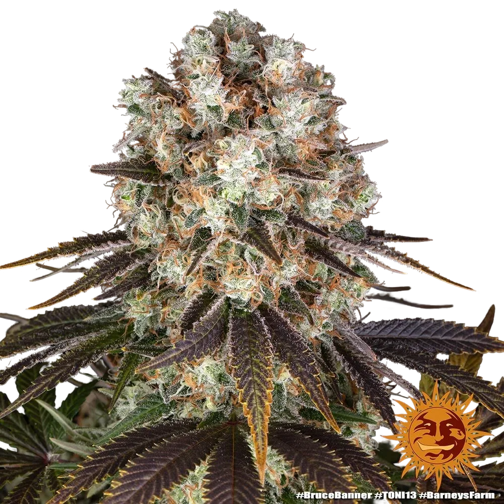 Bruce Banner | PHOTOFEM | Barneys Farm - Freigestellt 2026-05-31
