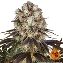 Bruce Banner | PHOTOFEM | Barneys Farm - Freigestellt 2026-05-31