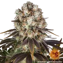 Bruce Banner | PHOTOFEM | Barneys Farm - Freigestellt 2026-05-31