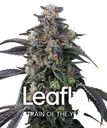 Candy Pack | PHOTOFEM | Barneys Farm - Freigestellt 2026-05-31