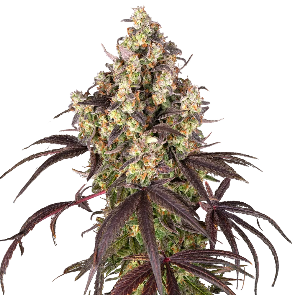 Candy Pack | PHOTOFEM | Barneys Farm - Freigestellt 2026-05-31