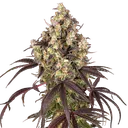 Candy Pack | PHOTOFEM | Barneys Farm - Freigestellt 2026-05-31