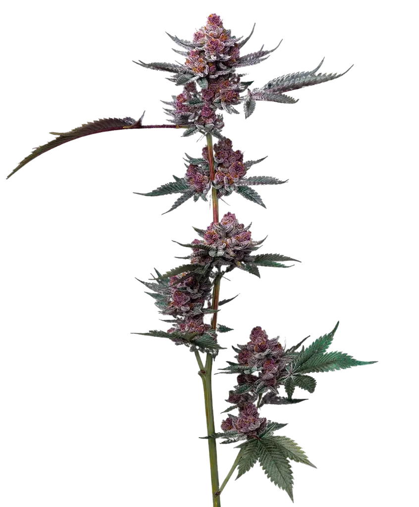 Candy Pack | PHOTOFEM | Barneys Farm - Freigestellt 2026-05-31