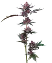 Candy Pack | PHOTOFEM | Barneys Farm - Freigestellt 2026-05-31
