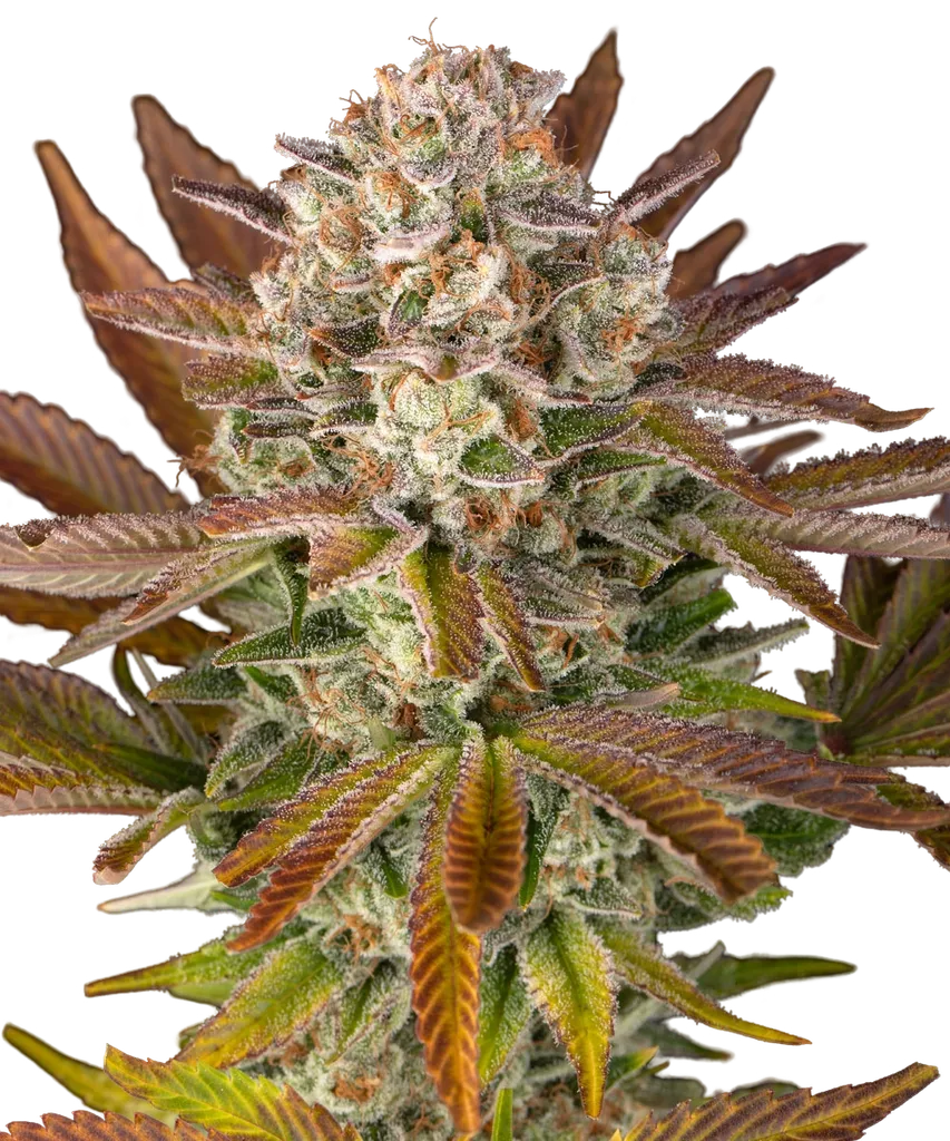Candy Pack | PHOTOFEM | Barneys Farm - Freigestellt 2026-05-31