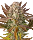 Candy Pack | PHOTOFEM | Barneys Farm - Freigestellt 2026-05-31