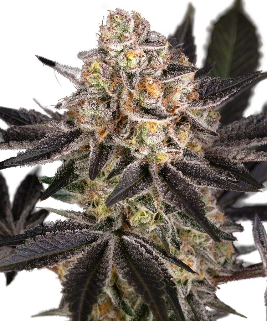 Candy Pack | PHOTOFEM | Barneys Farm - Freigestellt 2026-05-31