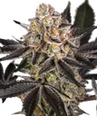 Candy Pack | PHOTOFEM | Barneys Farm - Freigestellt 2026-05-31