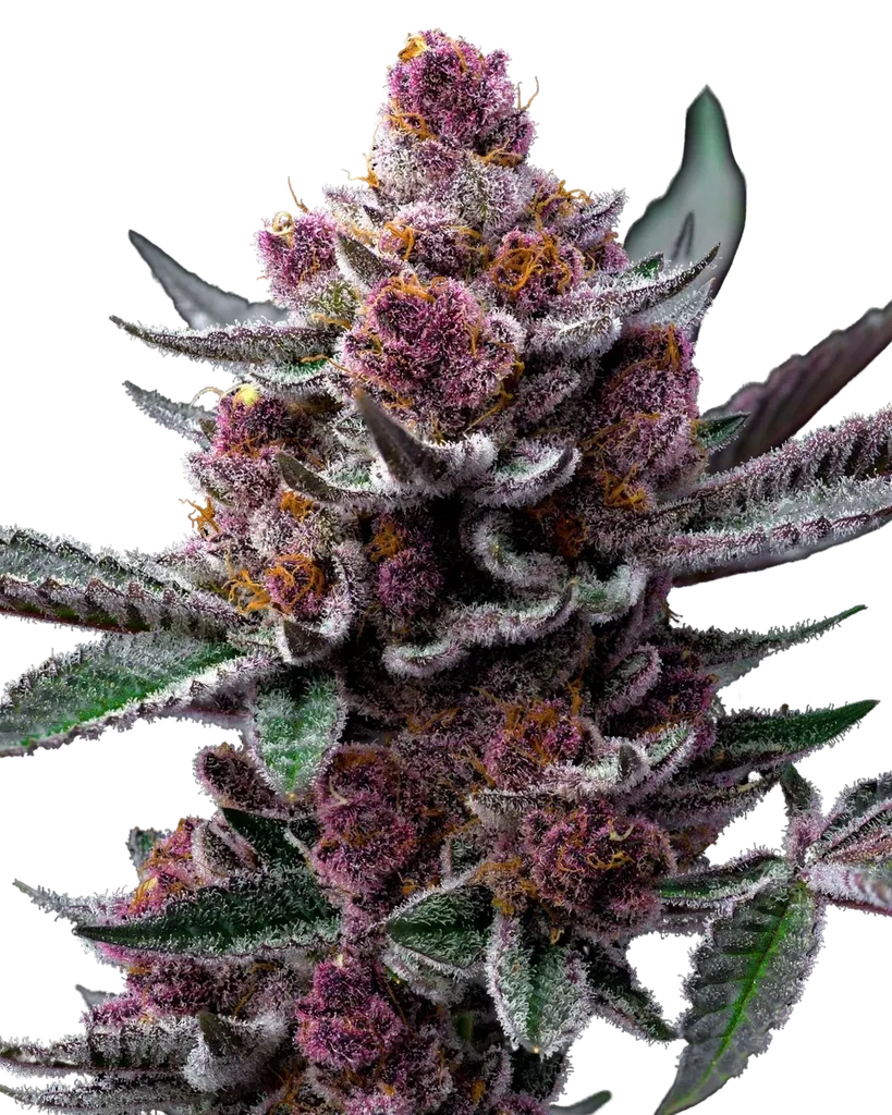 Cherry Poppers | PHOTOFEM | Barneys Farm - Freigestellt 2026-05-31