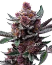 Cherry Poppers | PHOTOFEM | Barneys Farm - Freigestellt 2026-05-31