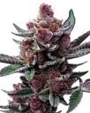 Cherry Poppers | PHOTOFEM | Barneys Farm - Freigestellt 2026-05-31
